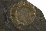 Plate of Jurassic Ammonite Fossils - Posidonia Shale, Germany #301487-3